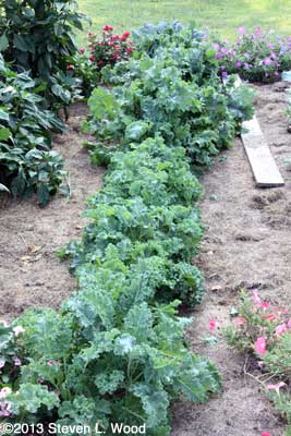Kale row