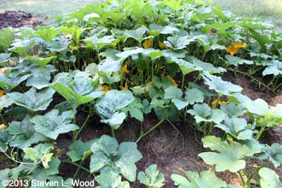 Pumpkin vines