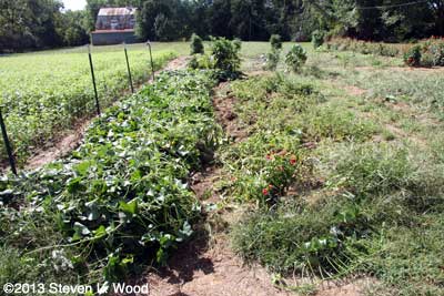 Sweet Potato and Potato rows