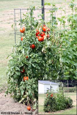 Earlirouge tomato plant