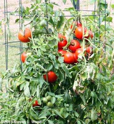 Earlirouge tomatoes
