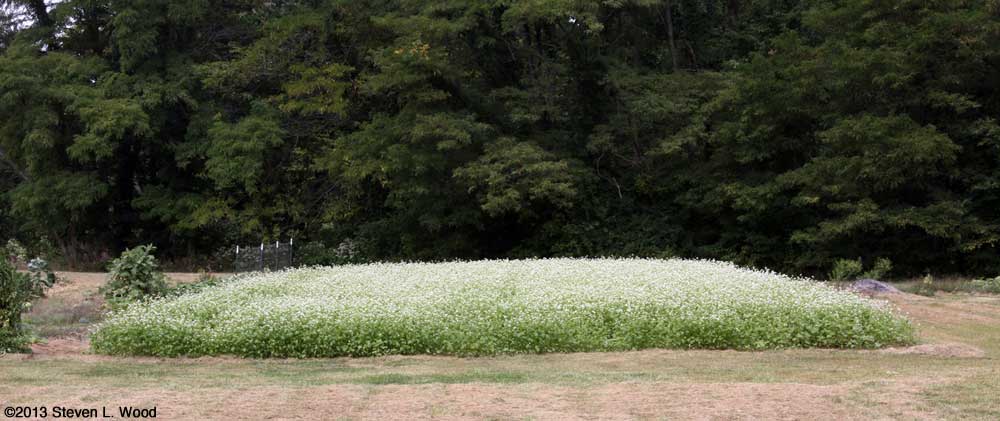 Buckwheat