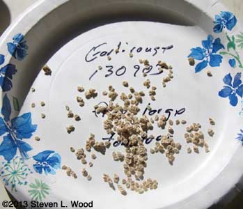 Earlirouge seed drying