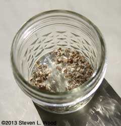 Tomato seed in drying jar