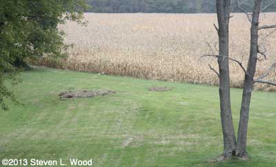 Bonnie's Asparagus cut down
