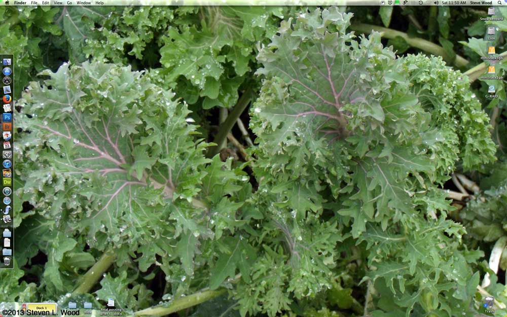 Red Ursa Kale Desktop