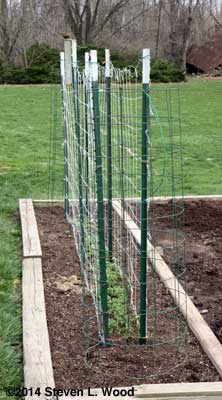 Double Pea Trellis