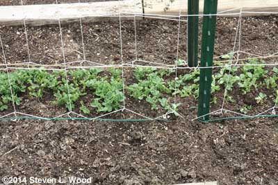 Peas between trellises