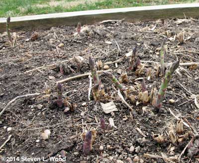 Asparagus 2014!