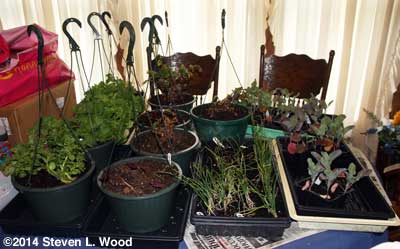 Plants on dining room table