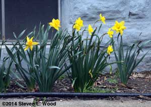 Daffodils