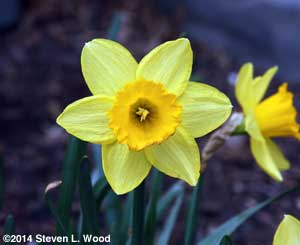Daffodil