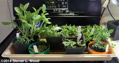 Flowers needing larger pots