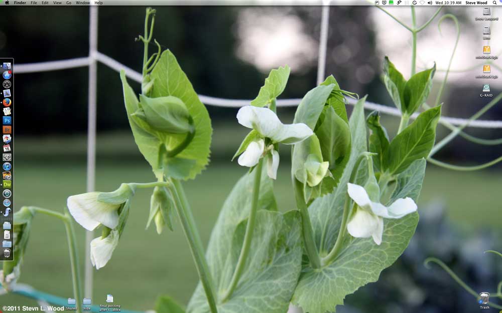 Pea blossom desktop photo