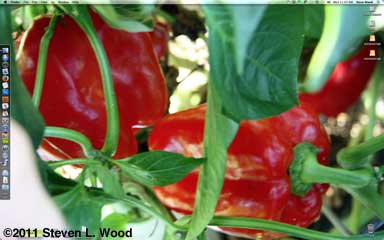 Earliest Red Sweet peppers