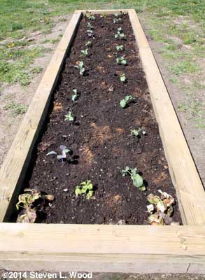 Raised bed of brassicas