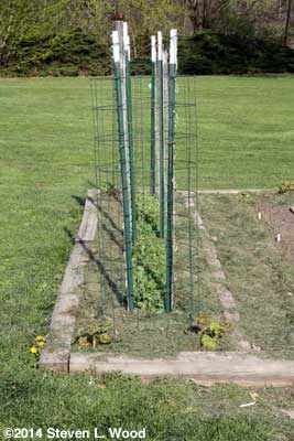 Mulched peas and tomao plant