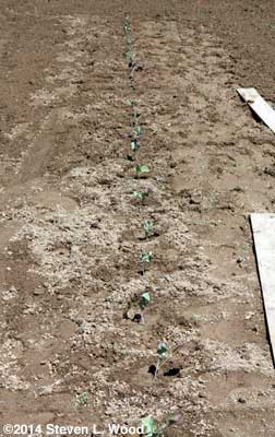 Brassica row in East Garden