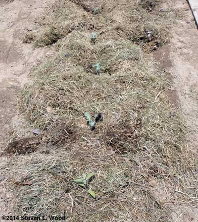 Closeup of mulched sage and broccoli
