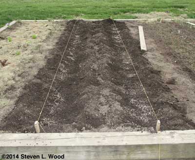 Six inch wide bean rows