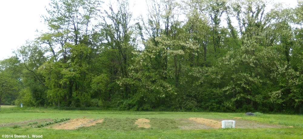 Mulch in East Garden