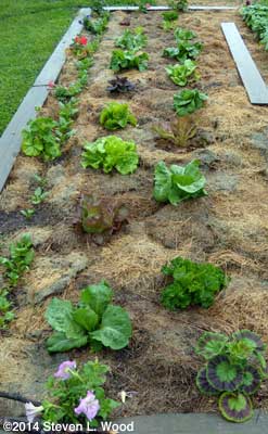 Lettuce - May 14, 2014