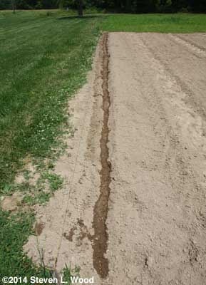 Nasturtium furrow