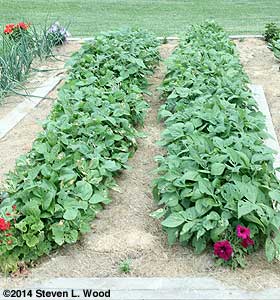 Green beans