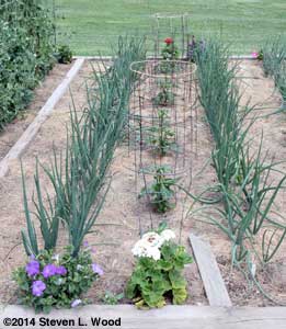 Onions and bell pepper plants