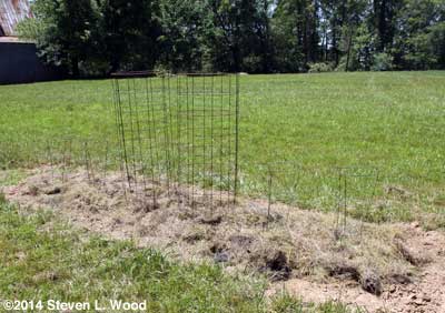 Isolation planting of Moira tomatoes and Paprika Supreme peppers