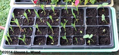 Trays of sweet corn, cucumber, and flower transplants