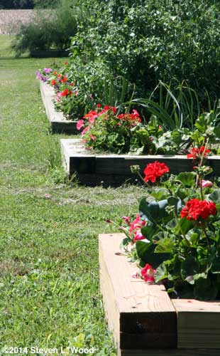 Flowers edging raised beds