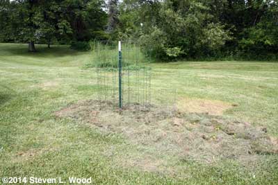 More tomatoes and peppers
