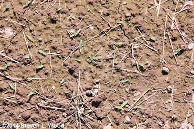 Tiny weeds starting in sweet corn patch
