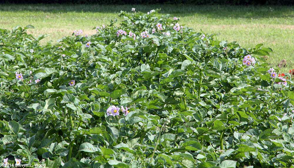 Potatoes in bloom