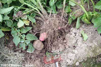 Digging potatoes