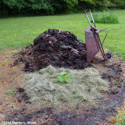 Pumpkins transplanted