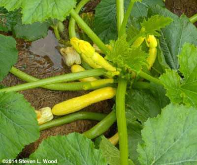 Yellow squash