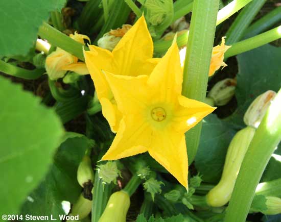 Squash blossoms