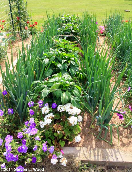 More onions and bell pepper plants