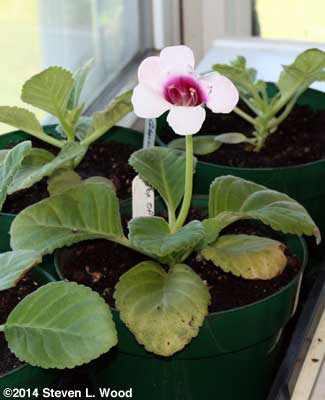 Gloxinia bloom