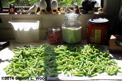 Cut green beans for freezing