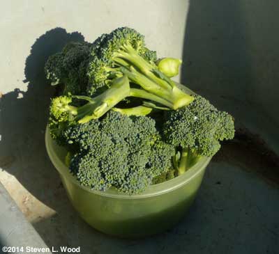 Broccoli picked
