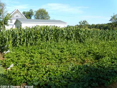 Sweet corn patch