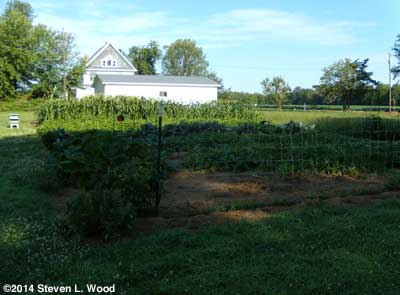Morning shade on East Garden