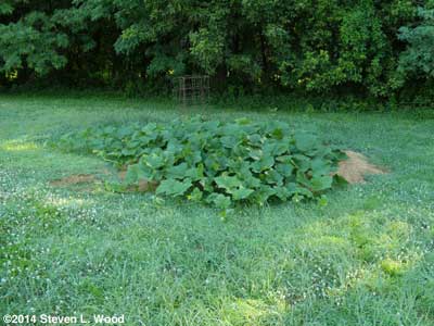 Butternut hill