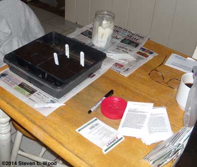 Starting lettuce
