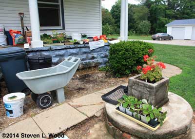 Transplanting gloxinias on back porch
