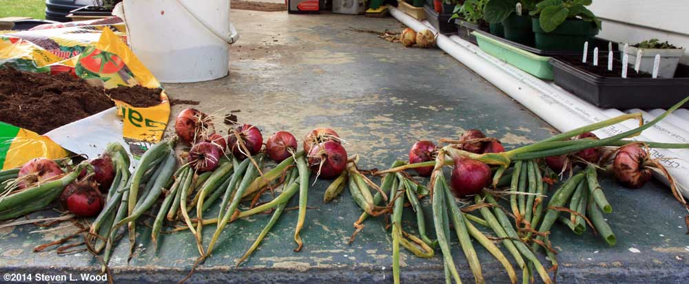 Red Creole onions drying on back porch