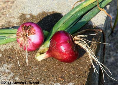 Red Creole onions